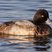 Lesser Scaup